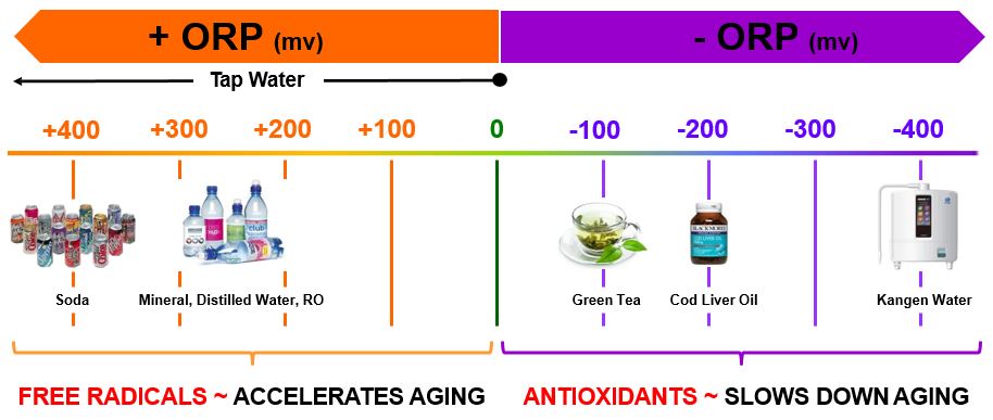 high amount of antioxidants is alkaline and has smaller water molecules